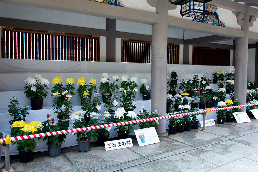 湯島天神菊まつり2025 菊の展示
