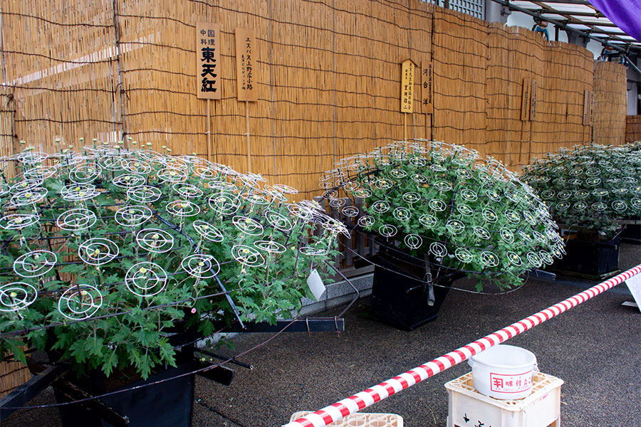 湯島天神菊まつり2025 菊の展示