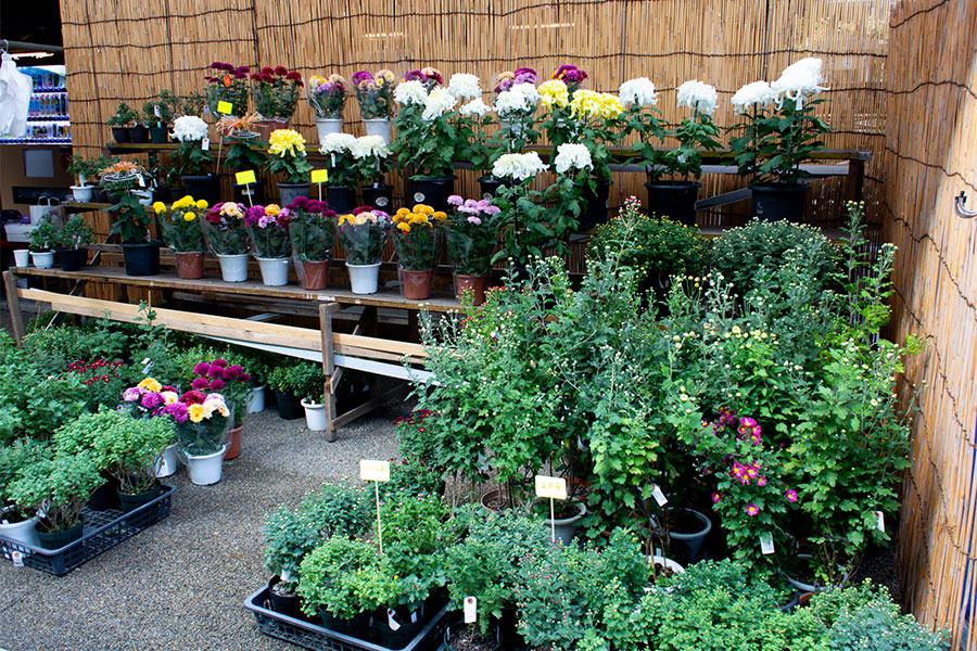 湯島天神菊まつり2025 菊の展示