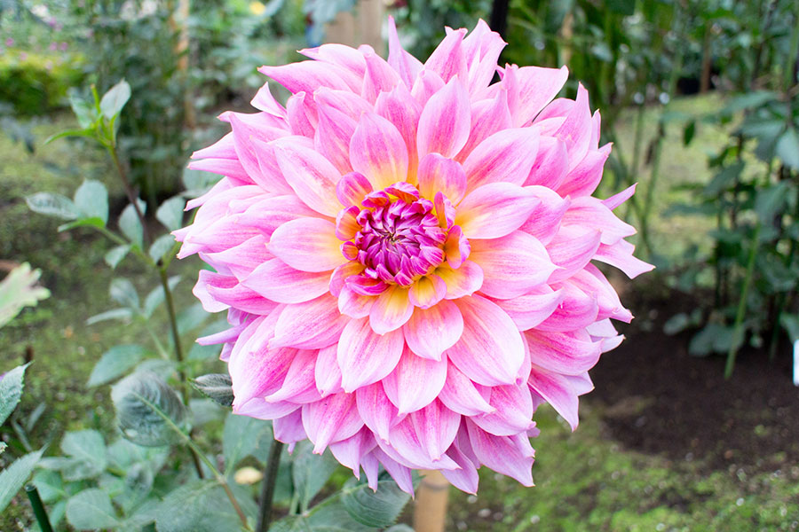 上野東照宮ぼたん園『ダリア綾なす秋の園』