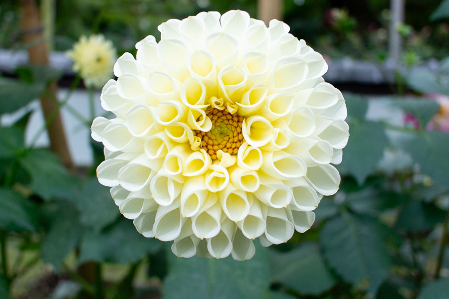 上野東照宮ぼたん園『ダリア綾なす秋の園』