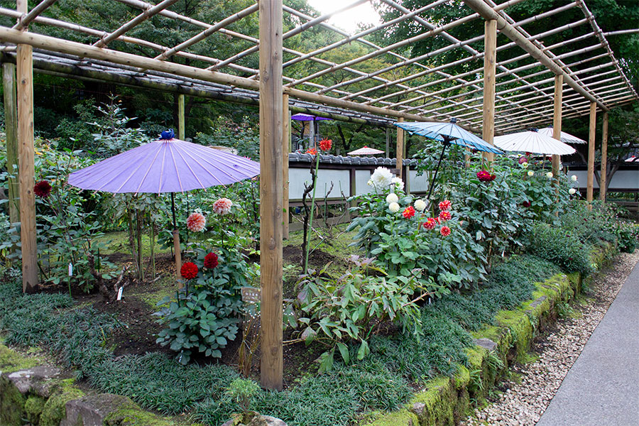 上野東照宮ぼたん園『ダリア綾なす秋の園』