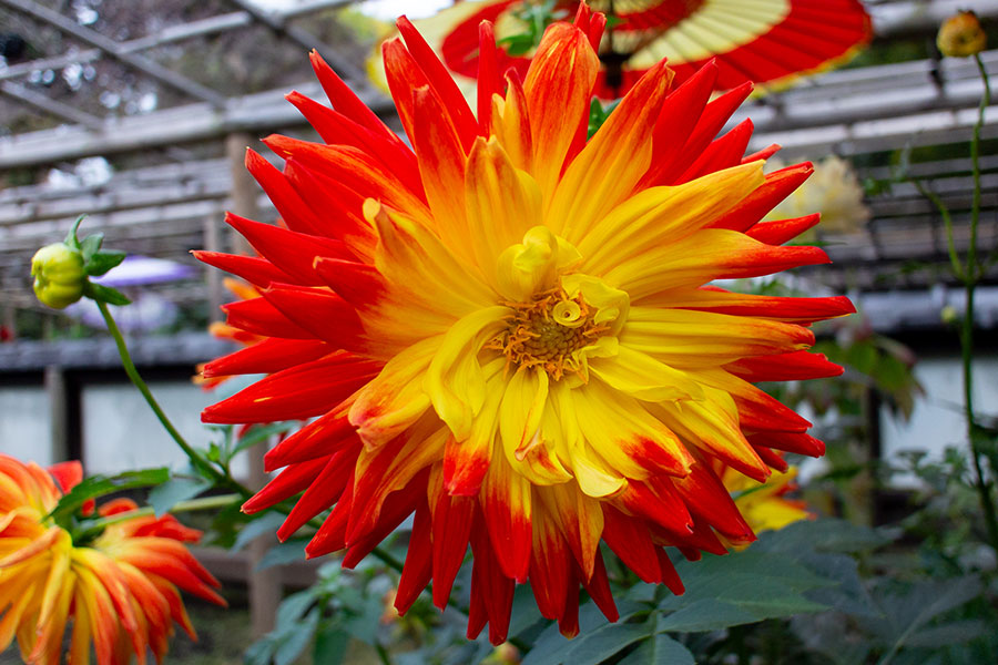 上野東照宮ぼたん園『ダリア綾なす秋の園』