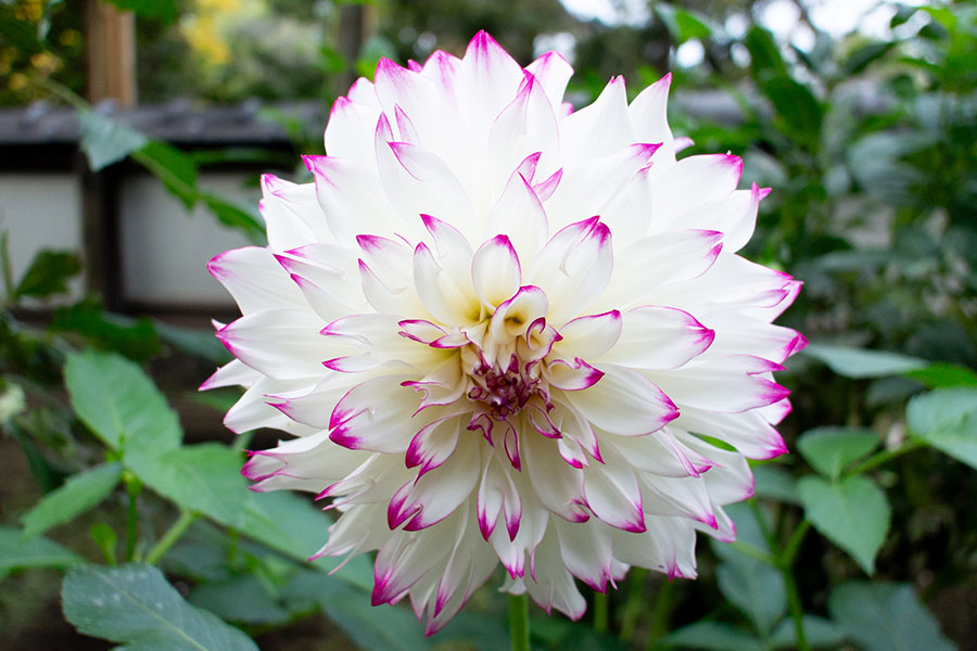 上野東照宮ぼたん園『ダリア綾なす秋の園』