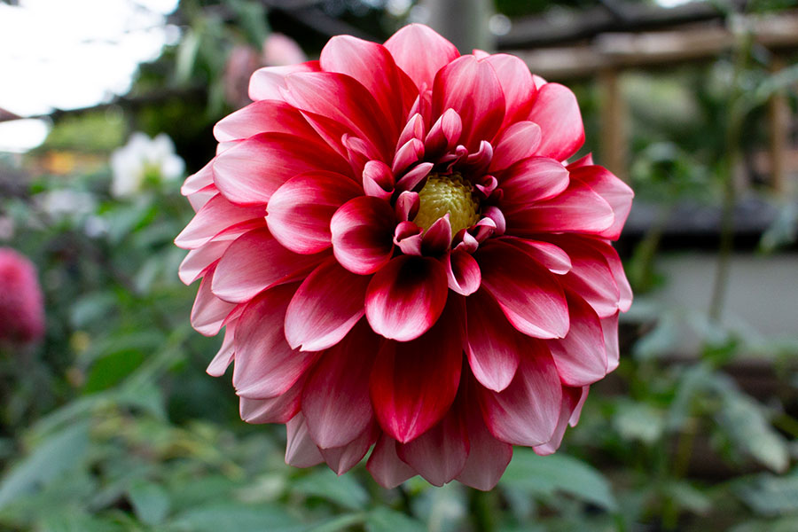 上野東照宮ぼたん園『ダリア綾なす秋の園』