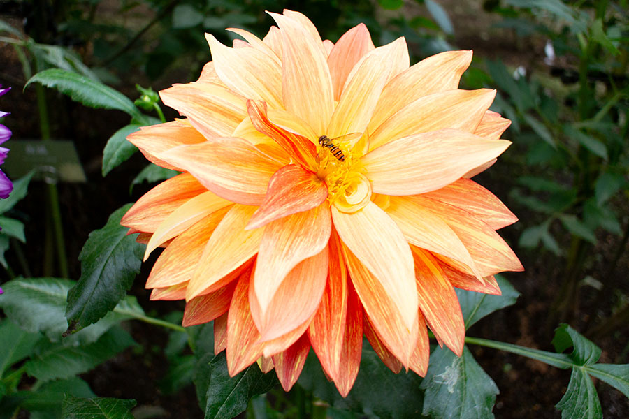 上野東照宮ぼたん園『ダリア綾なす秋の園』