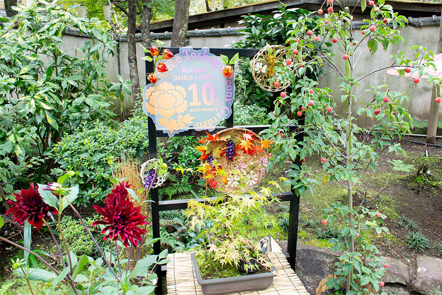 上野東照宮ぼたん園『ダリア綾なす秋の園』