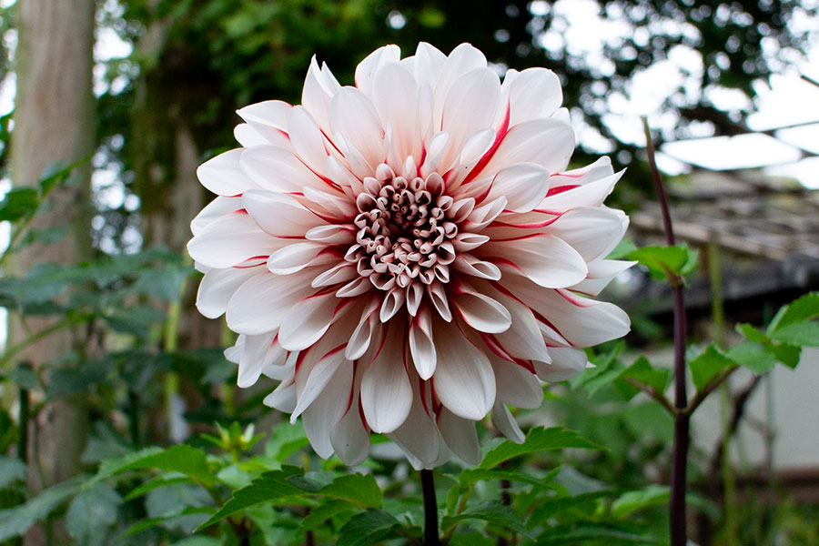 上野東照宮ぼたん園『ダリア綾なす秋の園』