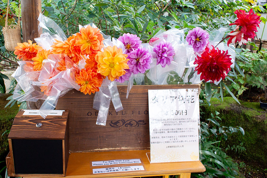 上野東照宮ぼたん園『ダリア綾なす秋の園』
