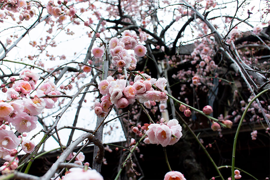 湯島天神(湯島天満宮) 梅まつりの入口