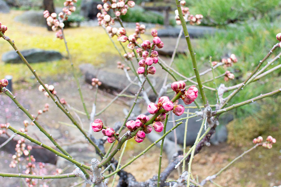 湯島天神(湯島天満宮) 梅まつりの入口