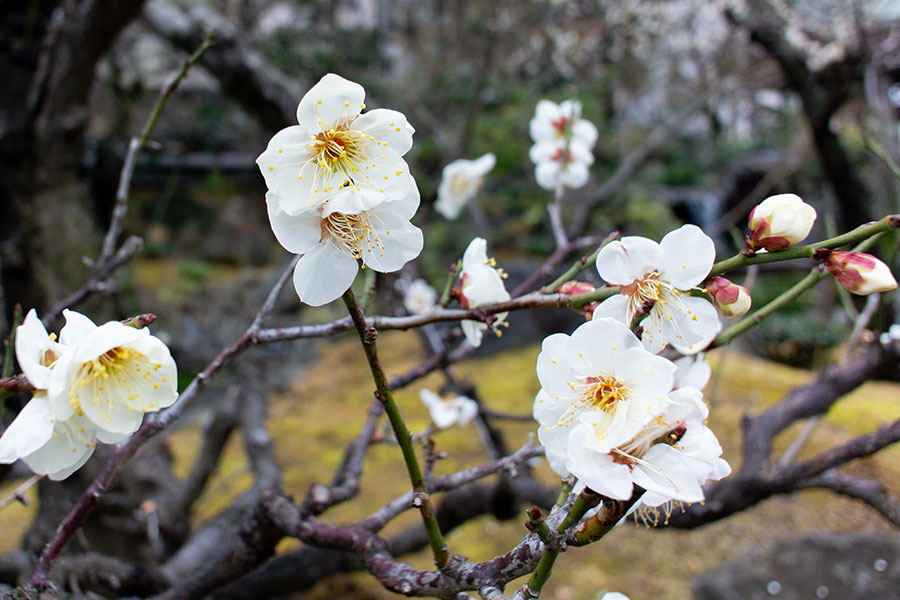 湯島天神(湯島天満宮) 梅まつりの入口