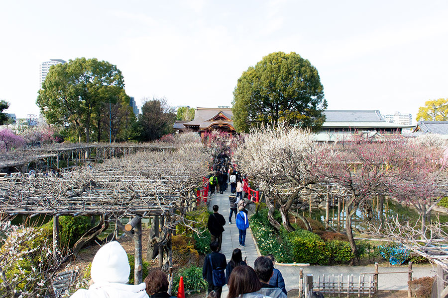 亀戸天神 梅まつり 太鼓橋からの景色