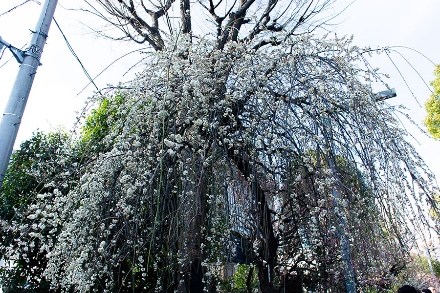 亀戸天神 梅まつり 梅の写真