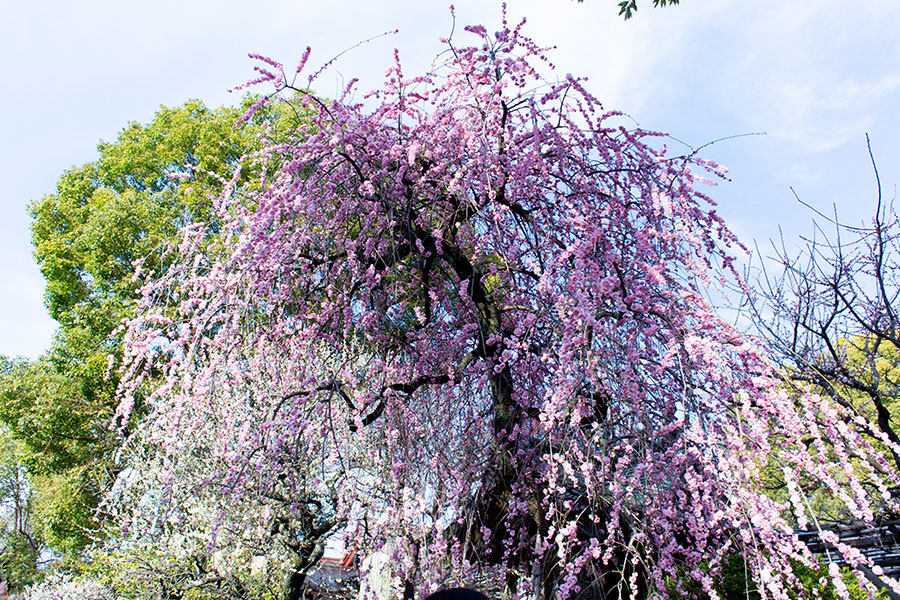 亀戸天神 梅まつり 梅の写真