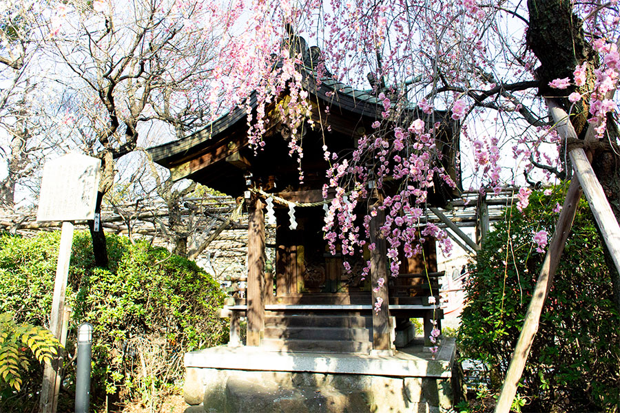 亀戸天神 梅まつり 梅の写真