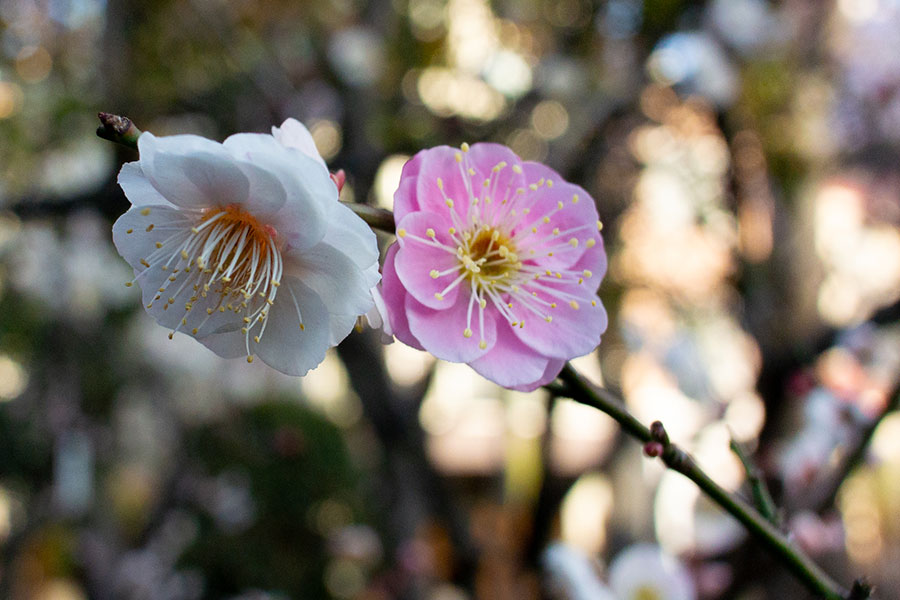 亀戸天神 梅まつり 梅の写真