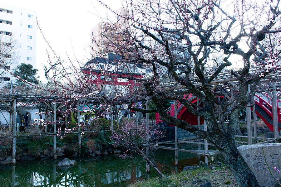 亀戸天神 梅まつり 梅の写真