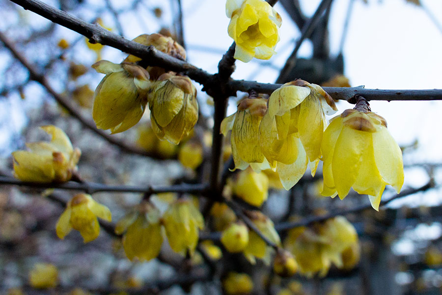 亀戸天神 梅まつり 梅の写真