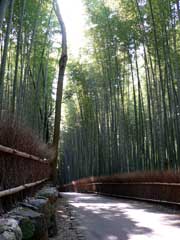 嵐山の竹林その3