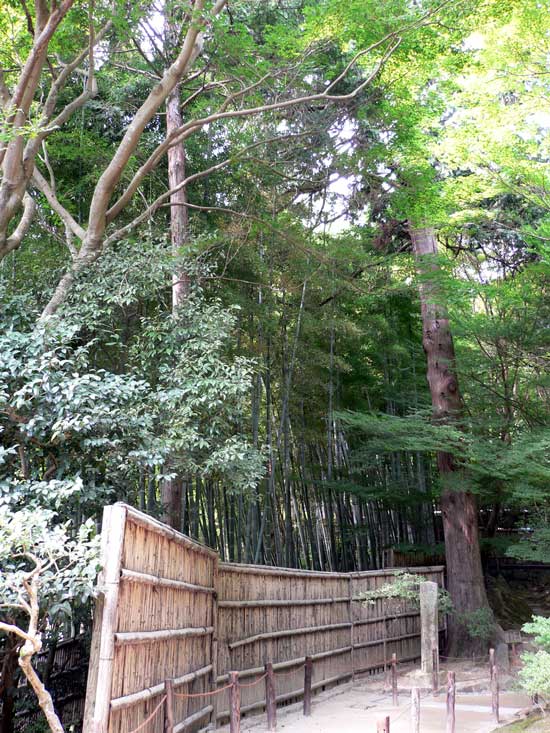 銀閣寺の中にある竹林