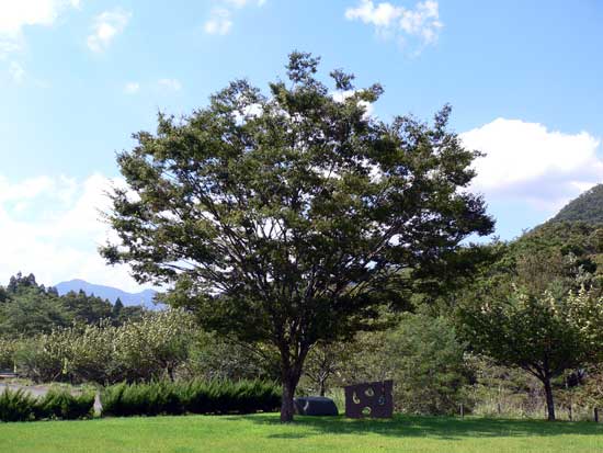 あさご芸術の森 太陽ギンギラ穴ぼこデンデン 東山嘉事