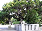 高砂神社 ご神木いぶき