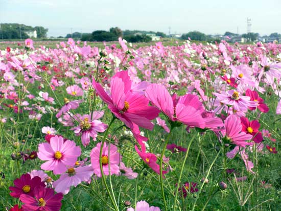 小野市立ひまわりの丘公園 コスモス2