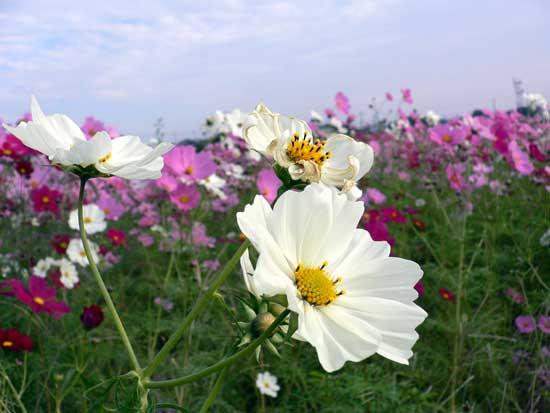 小野市立ひまわりの丘公園 コスモス3