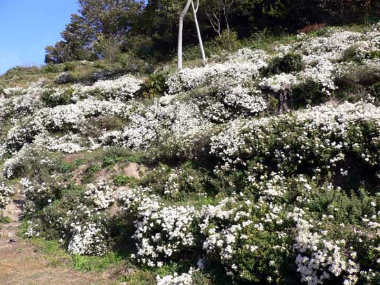 野路菊(のじぎく)