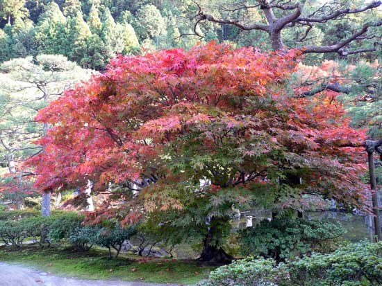 銀閣寺内の紅葉