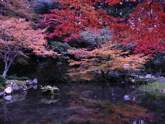 南禅院の紅葉