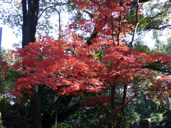 書写山圓教寺内の紅葉