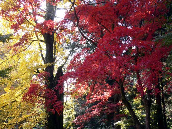 書写山圓教寺内の紅葉