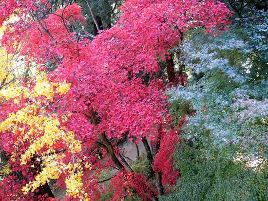 書写山圓教寺内の紅葉