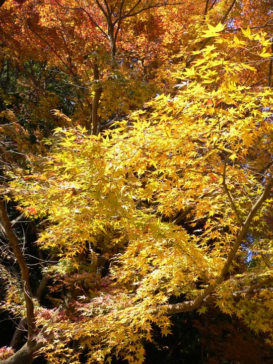 書写山圓教寺内の紅葉