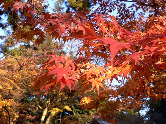 書写山圓教寺内の紅葉