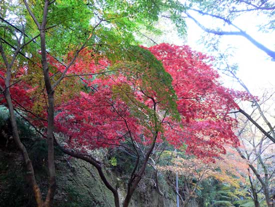 書写山圓教寺内の紅葉