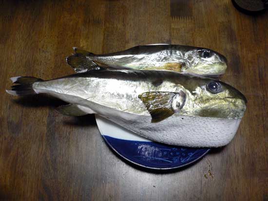 普通サイズと大きいサイズの金ふぐ