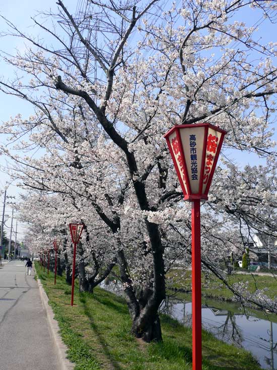 桜まつりと桜