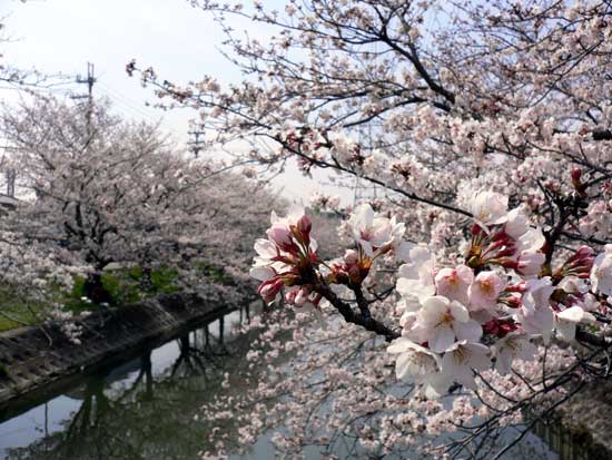 鹿島川の桜