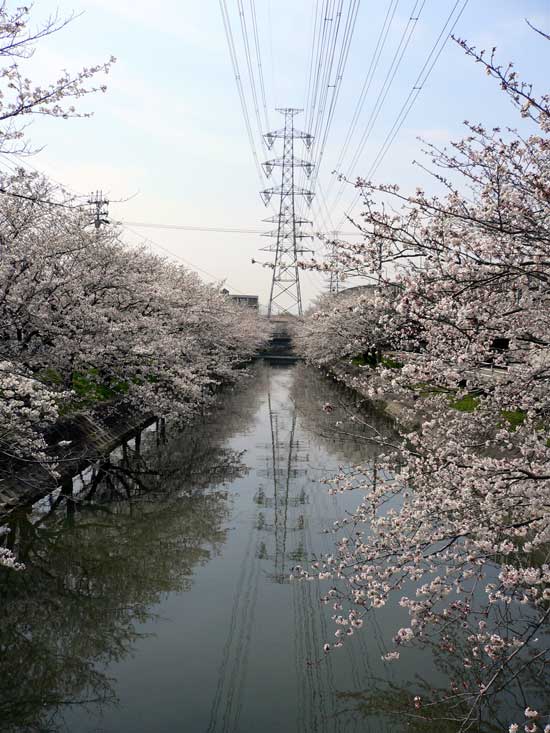 鹿島川の桜