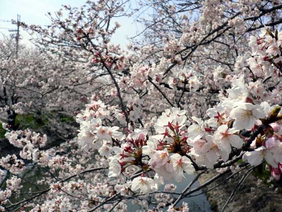 鹿島川の桜