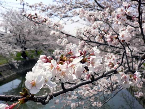 鹿島川の桜