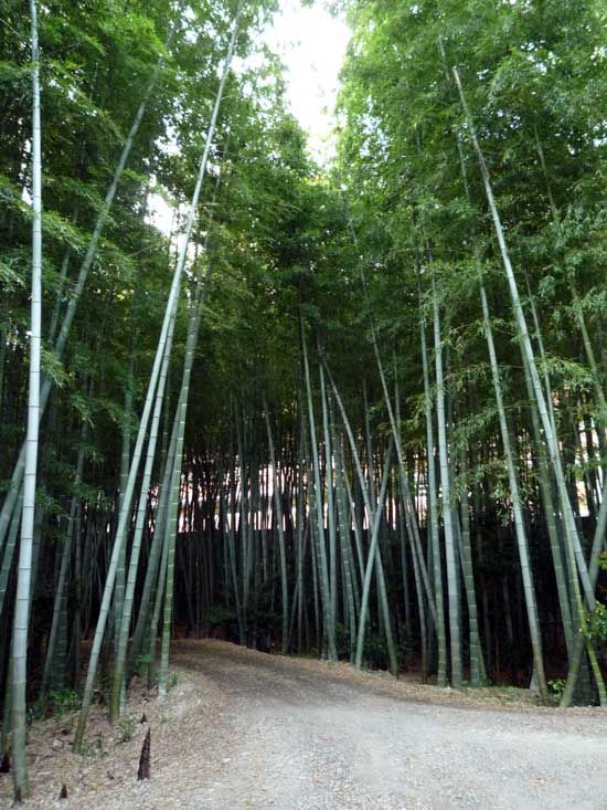 清勝寺の裏