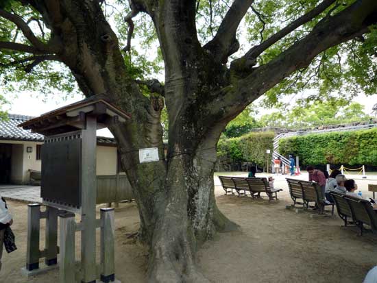 備前丸と榎(推定樹齢120年)