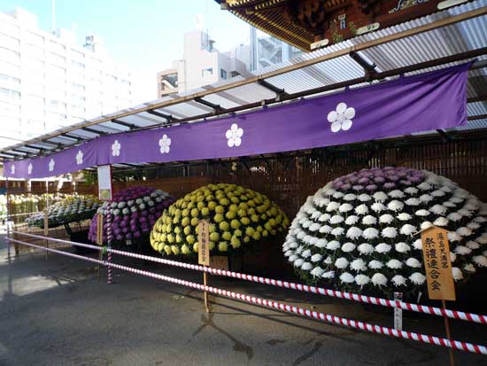 第30回 文京菊まつり