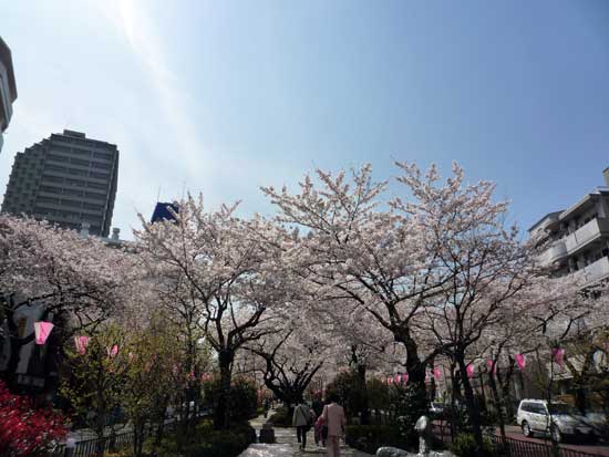 第38回文京さくらまつり