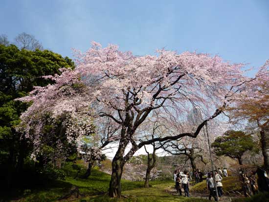 小石川後楽園のさくら