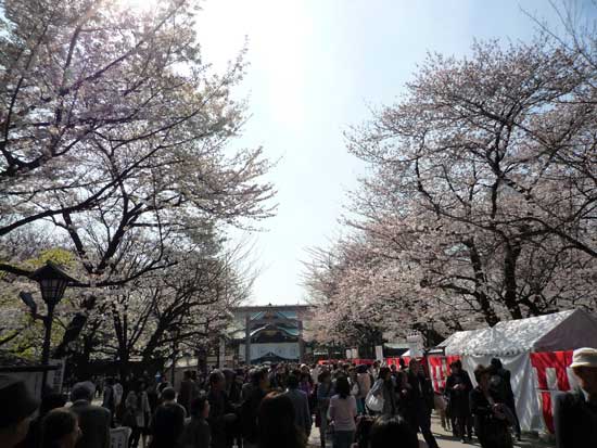 靖国神社のさくら